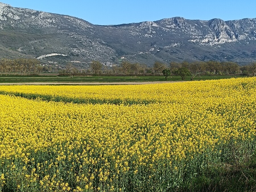 Zlatna polja u Istri - 7