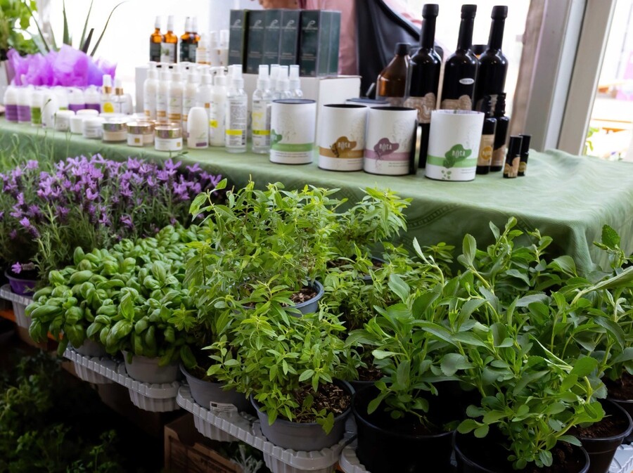 Festival samoniklog bilja - 3