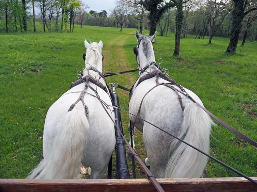 Kras u Sloveniji - odredište za sva osjetila - 6