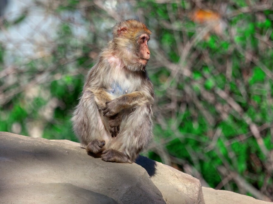 Planina majmuna