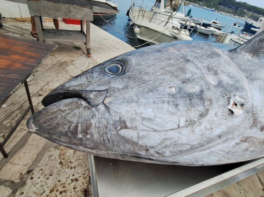 Tuna fest Rovinj - 9
