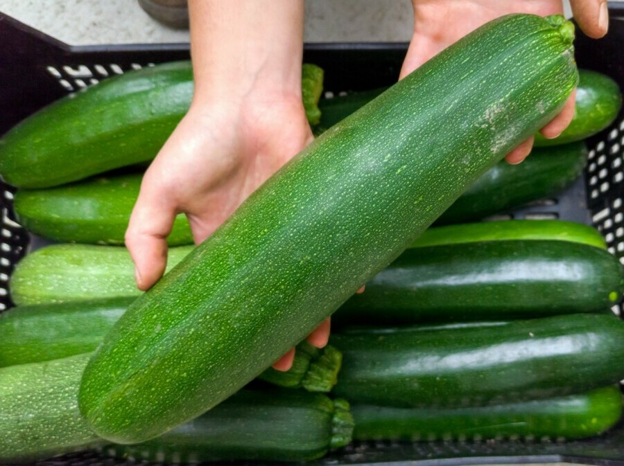 Je li bolje kupiti manju ili veliku tikvicu?