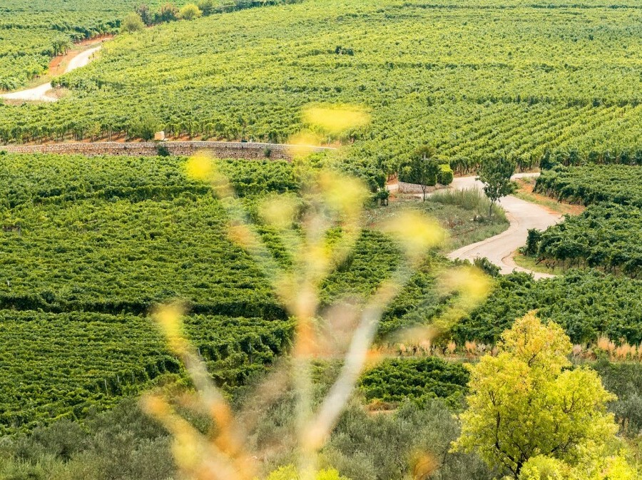Čara - 41