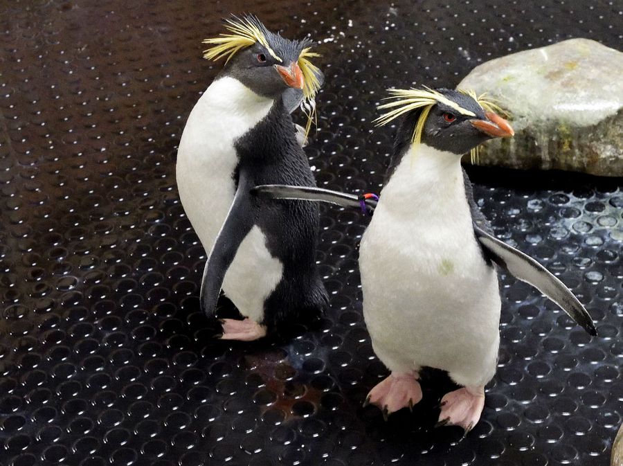 Žutouhi pingvini