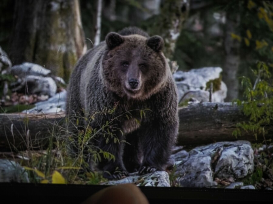 CroMedo, fotolov na medvjede i druge divlje životinje u Gorskom kotaru - 6