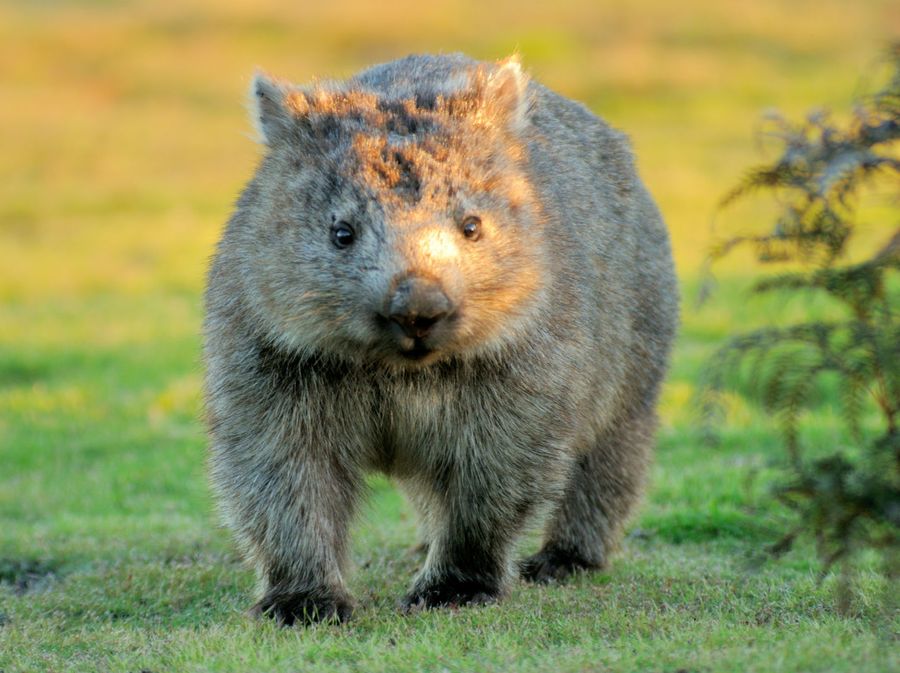 Wombat - 1