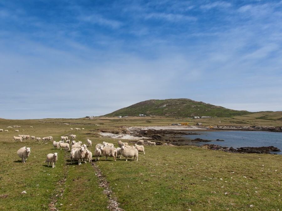 Otok Bardsey, Wales - 1