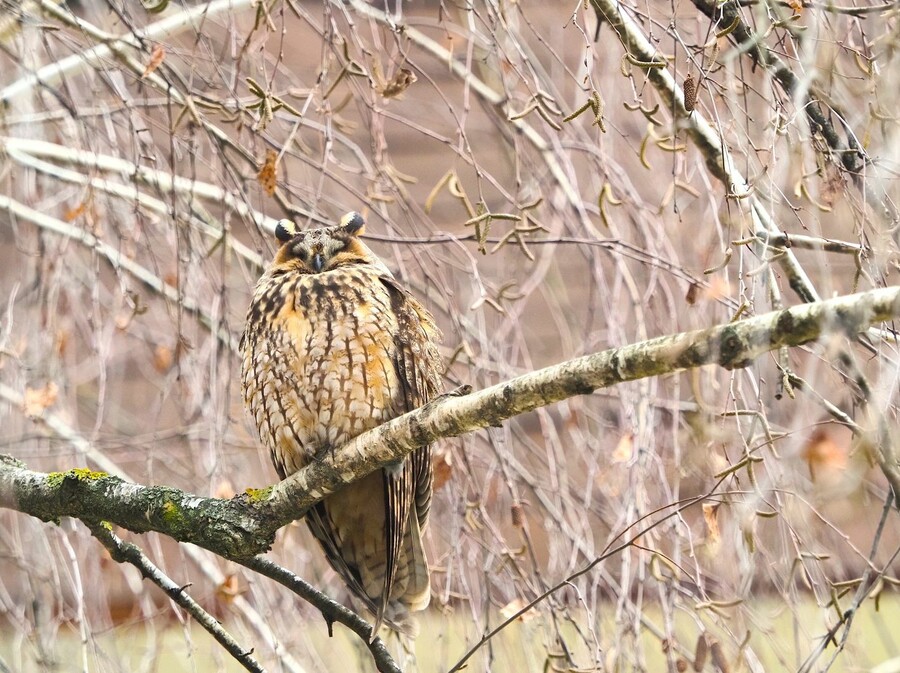 Sove ušare u Zagrebu - 6