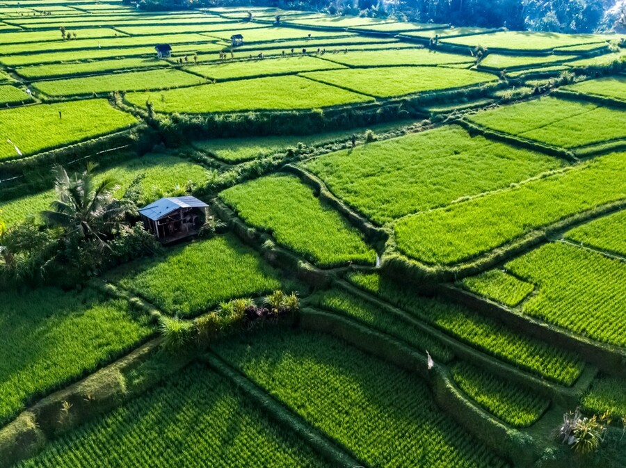 Polja riže na Baliju
