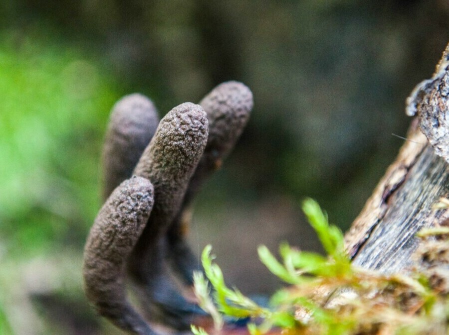 Gljiva mrtvačevi prsti - 1