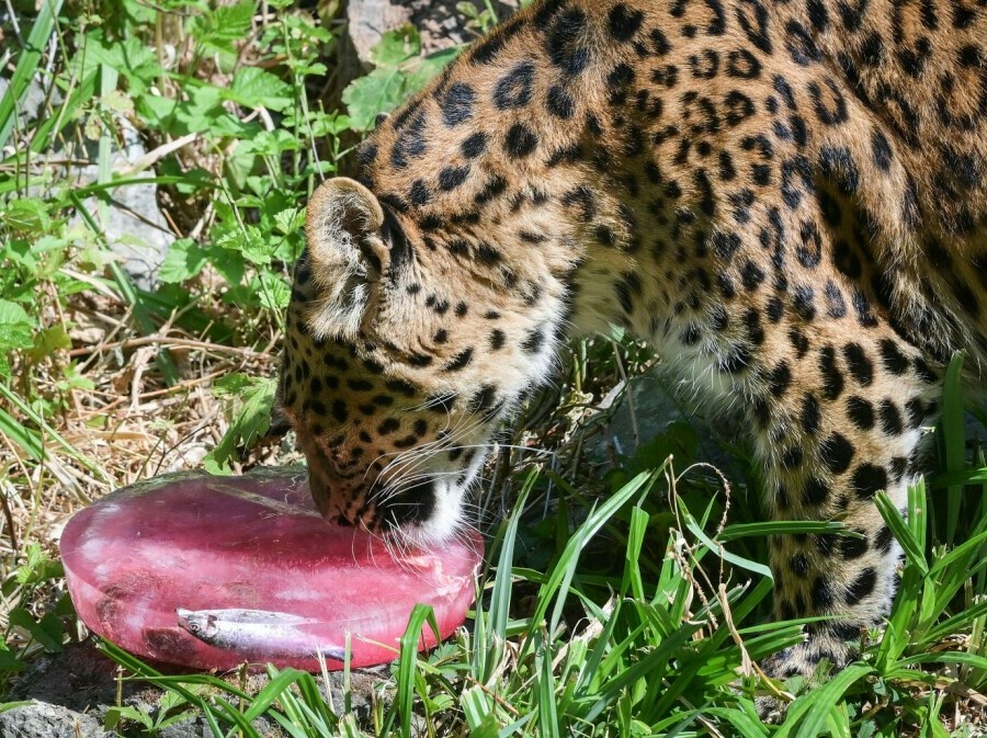 Sladoled za životinje u zagrebačkom Zoološkom vrtu - 3