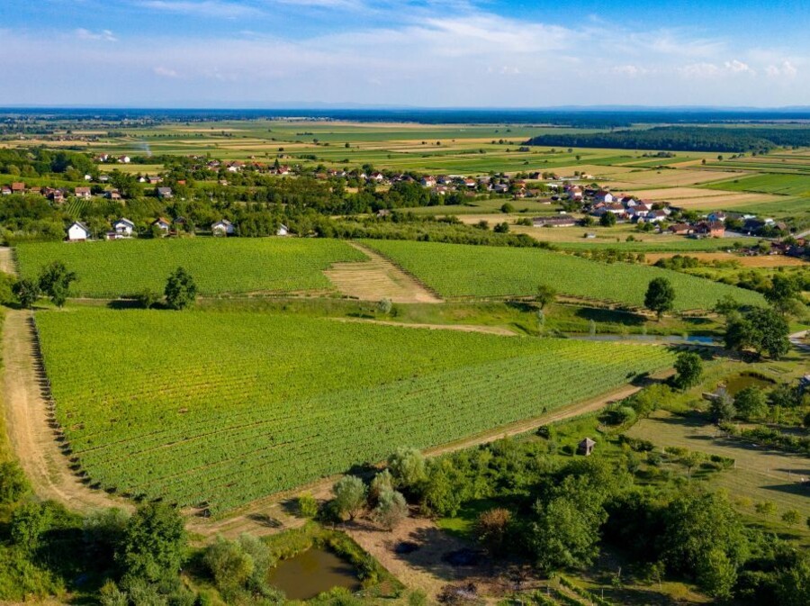 Vinograd u Moslavini