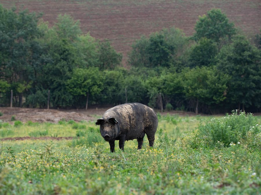 Crna slavonska svinja
