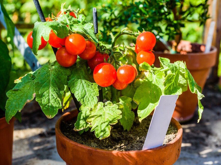 Cherry rajčice možete posaditi i u posudi