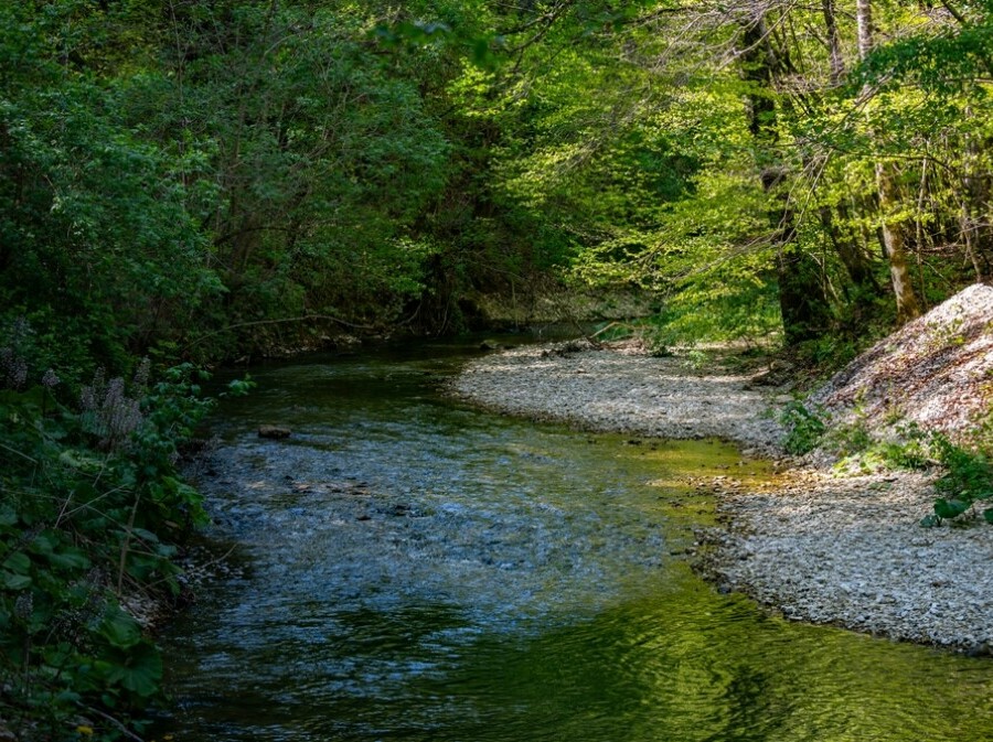 Slapnica