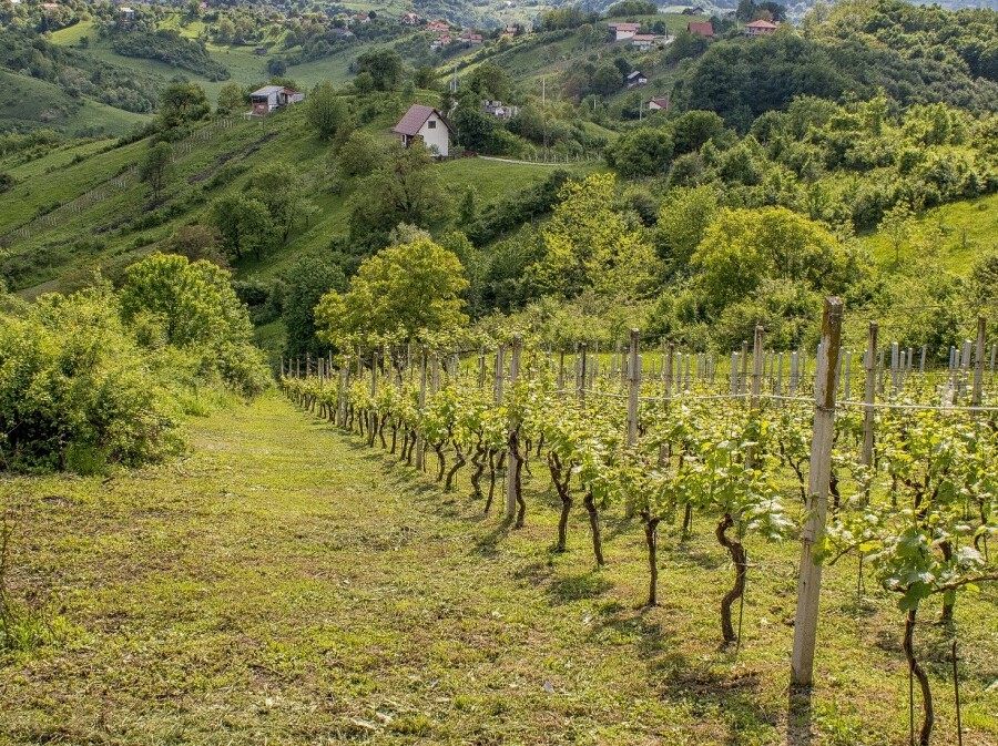 Vinograd u Hrvatskoj