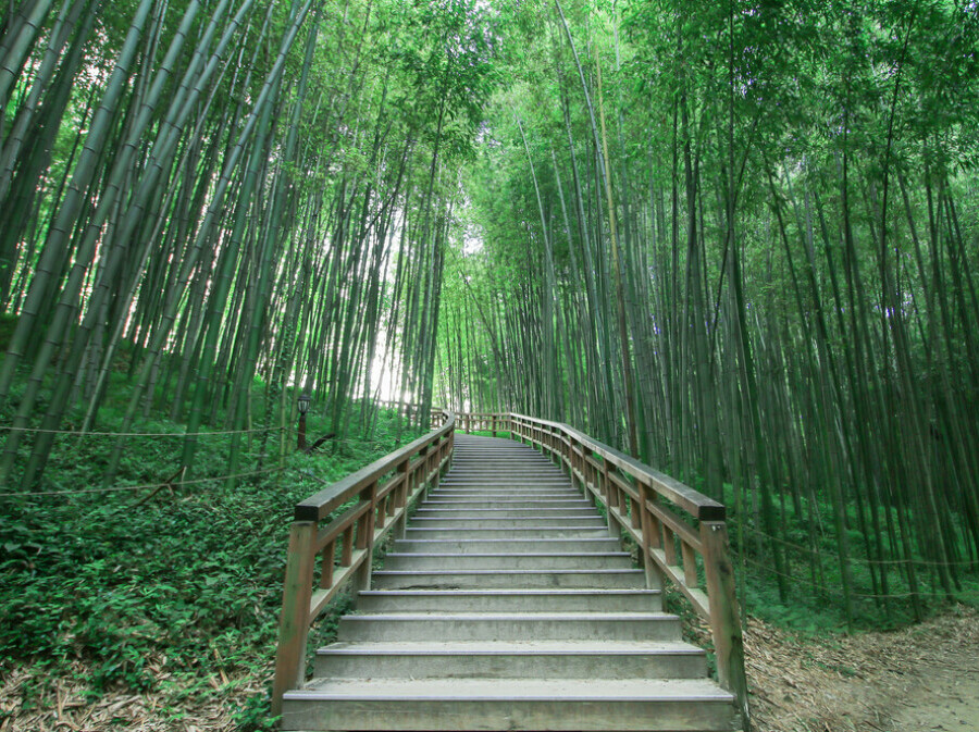 Šuma bambusa, Južna Koreja - 2