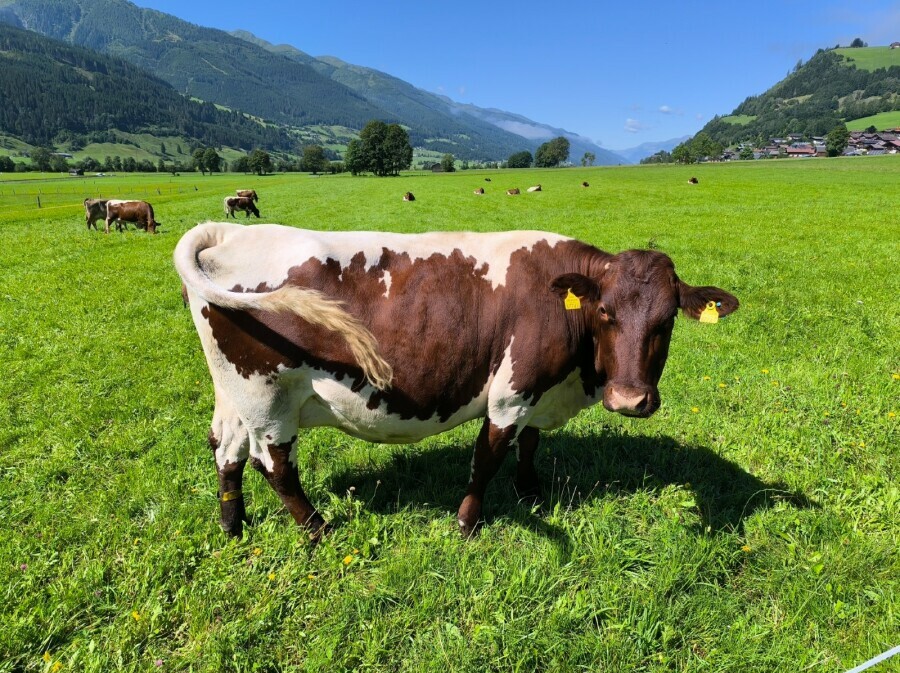 Zell am See - 3