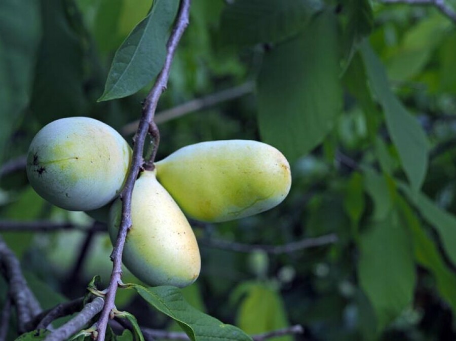 Indijanska banana u Donjoj Bistri na plantaži Ivana Šuloga - 5