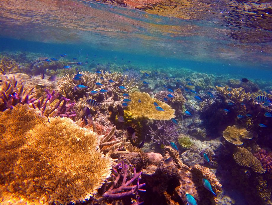 Veliki koraljni greben - 5