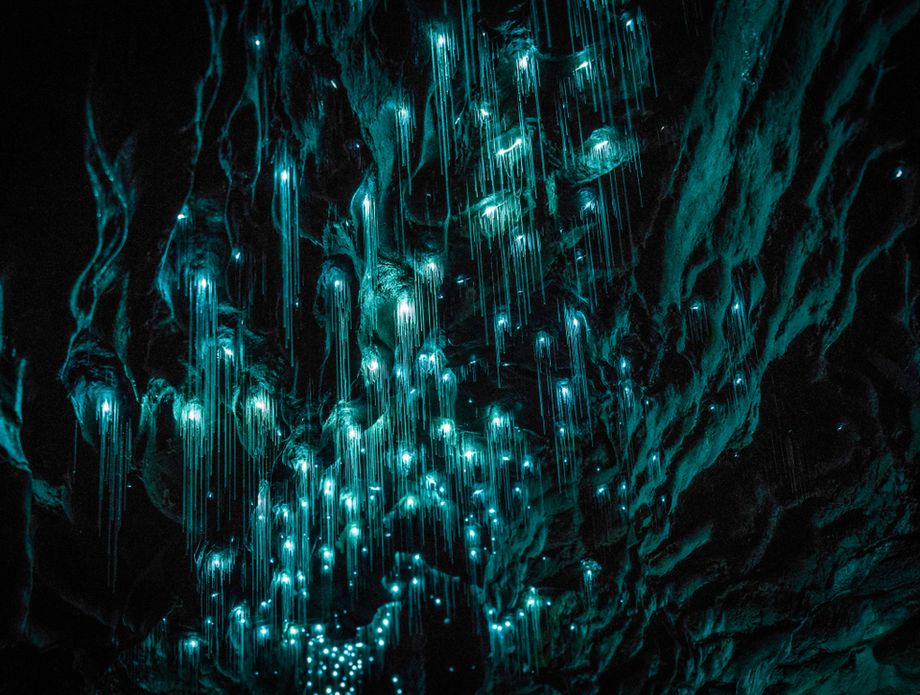 Waitomo Glowworm - 4