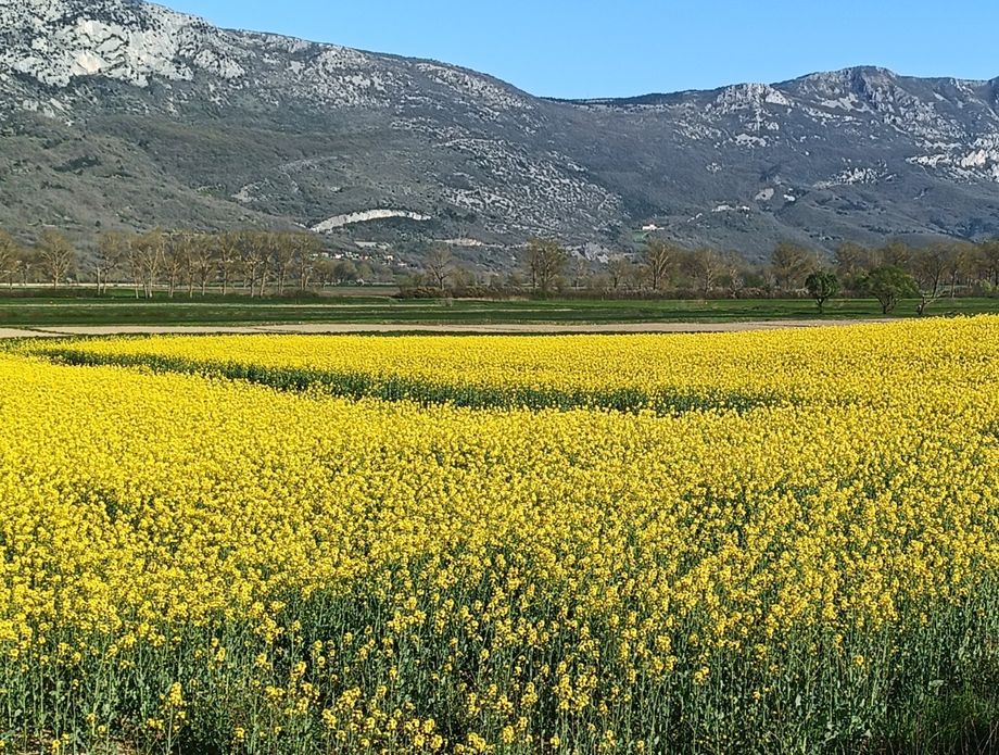 Zlatna polja u Istri - 7