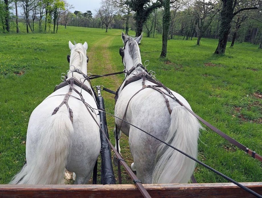 Kras u Sloveniji - odredište za sva osjetila - 6