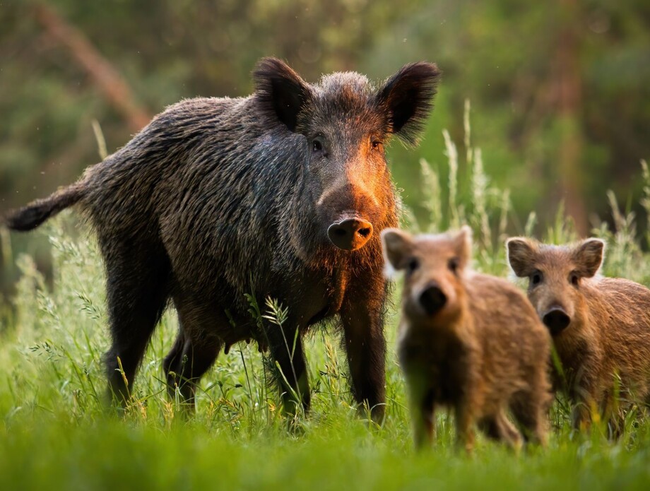 Najopasnije životinje u Hrvatskoj - 6