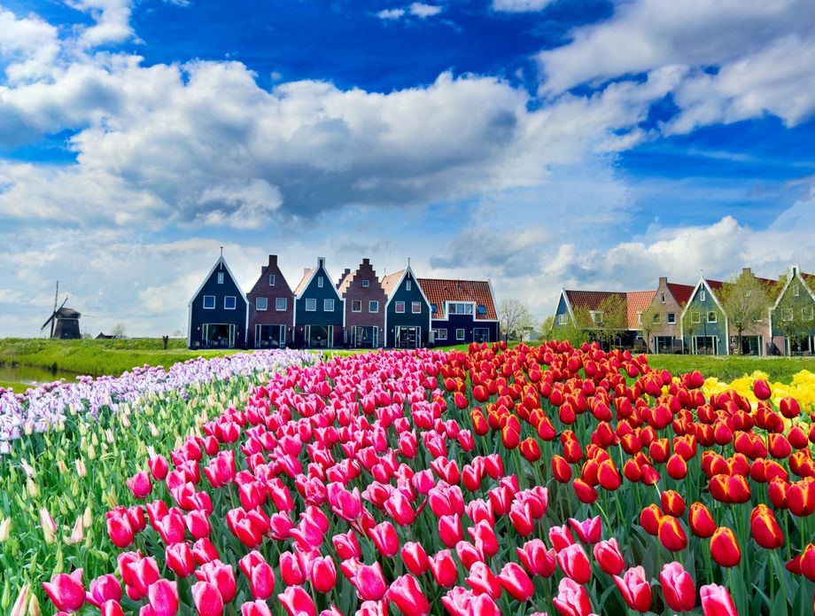 Nizozemska u proljeće - 3
