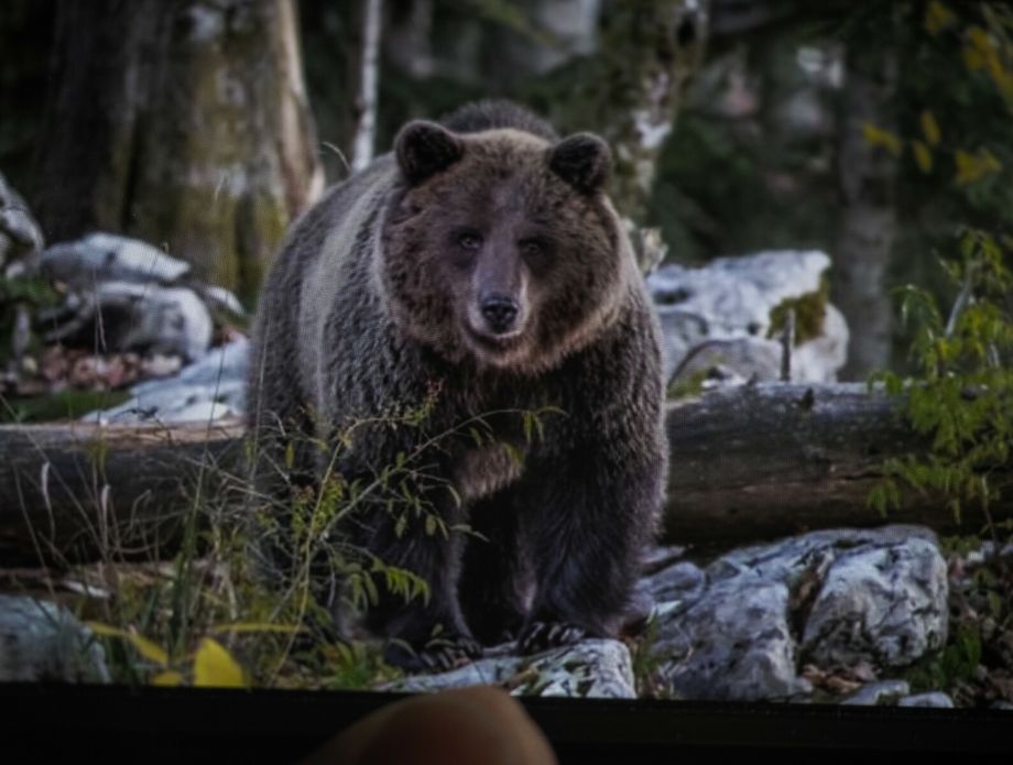 CroMedo, fotolov na medvjede i druge divlje životinje u Gorskom kotaru - 6