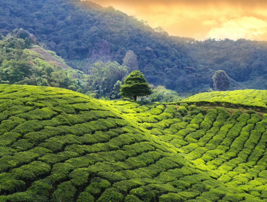 Plantaža čaja, Šri Lanka