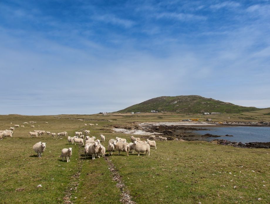 Otok Bardsey, Wales - 1