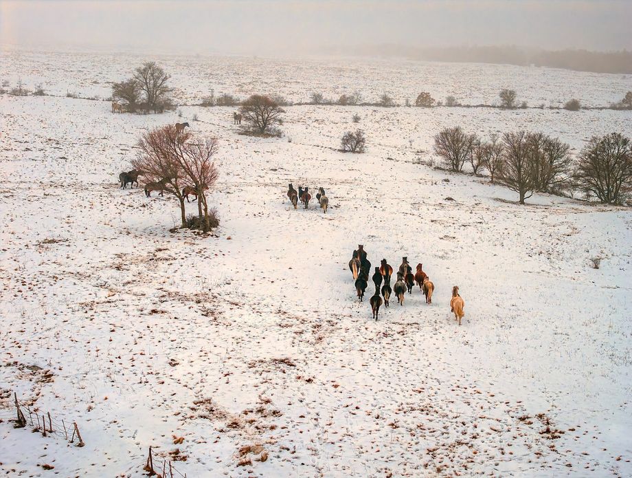 Divlji konji kod Livna - 1