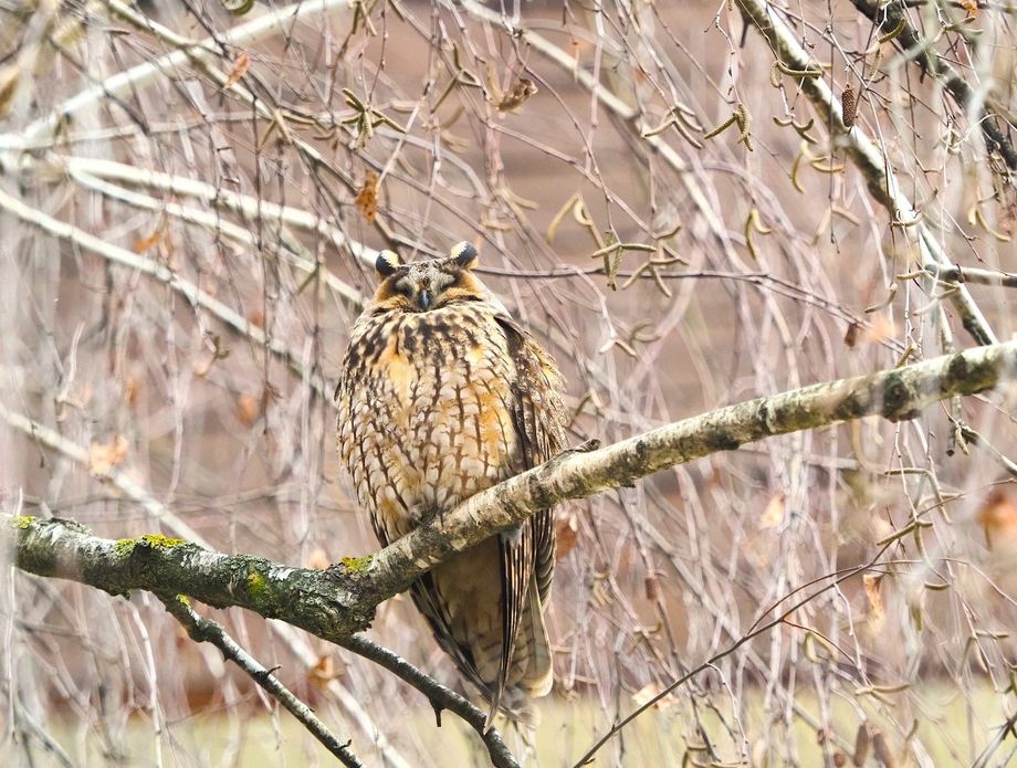 Sove ušare u Zagrebu - 6