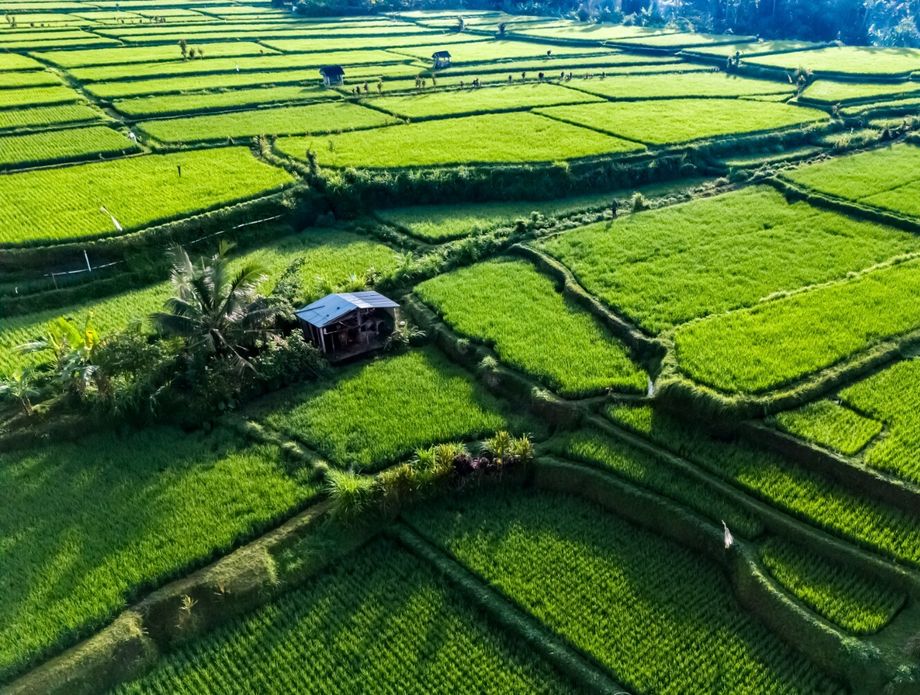 Polja riže na Baliju
