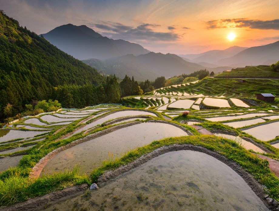 Polja riže u Japanu