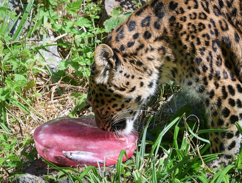 Sladoled za životinje u zagrebačkom Zoološkom vrtu - 3