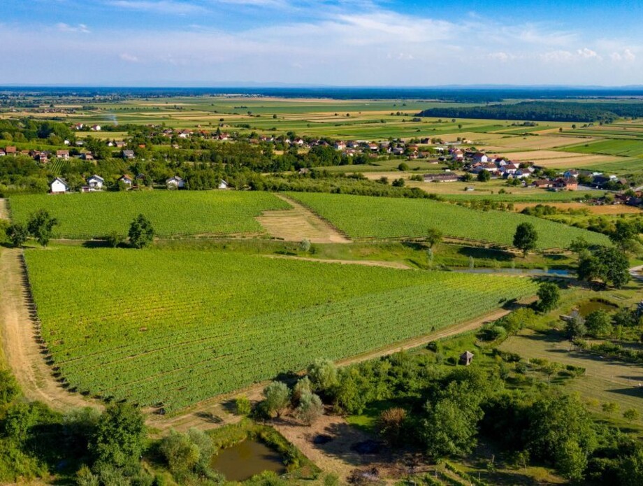 Vinograd u Moslavini