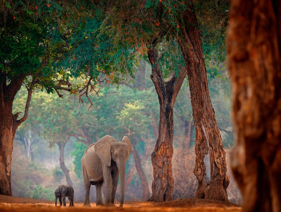 Mana Pools - 3