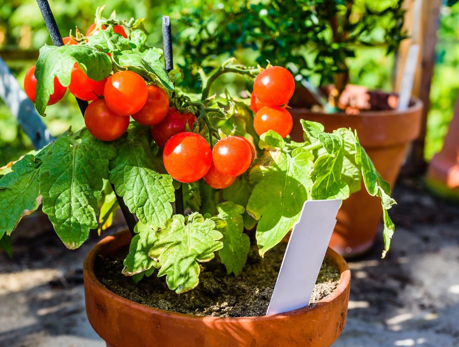 Cherry rajčice možete posaditi i u posudi
