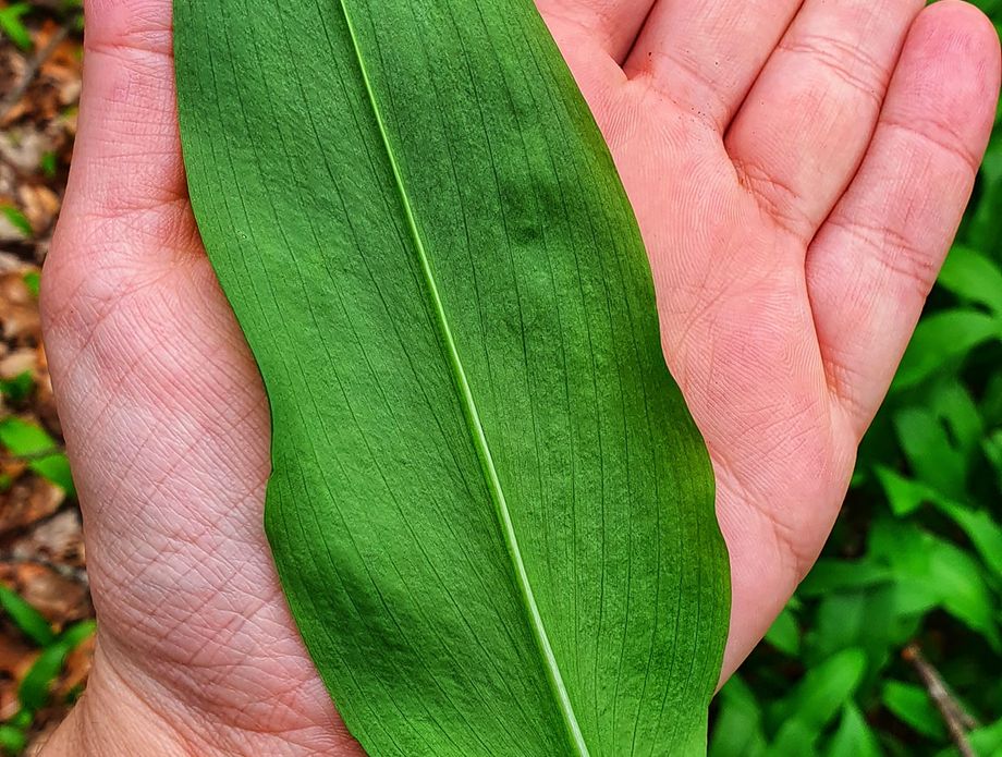 Branje medvjeđeg luka u Gorskom kotaru - 11