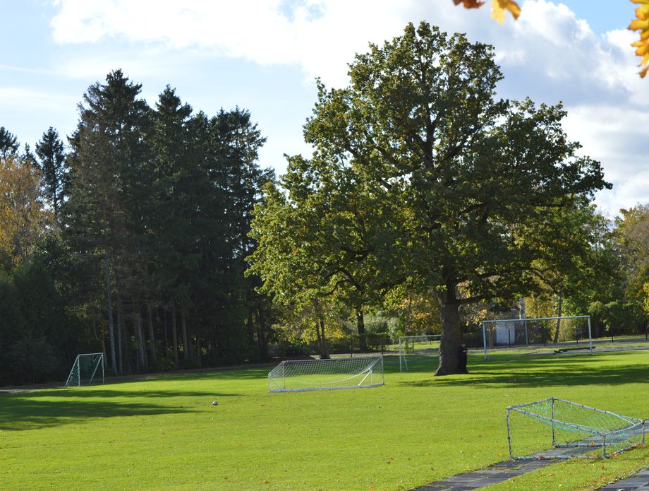 Stablo hrasta na nogometnom terenu, Orissaare, Estonija