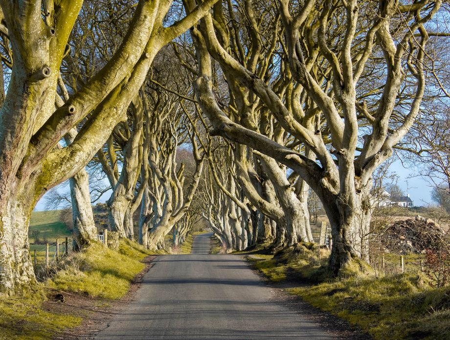 Dark Hedges - 3