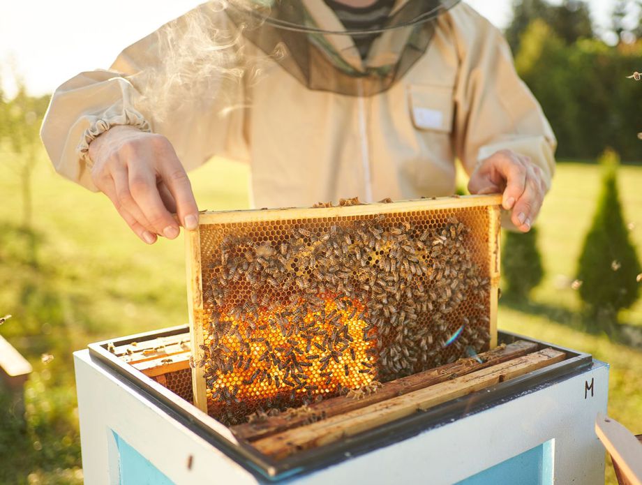 Posadi jelu - spasi pčelu
