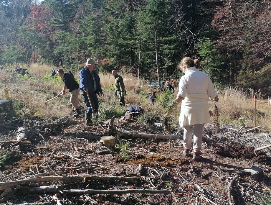 Posadi jelu - spasi pčelu 2