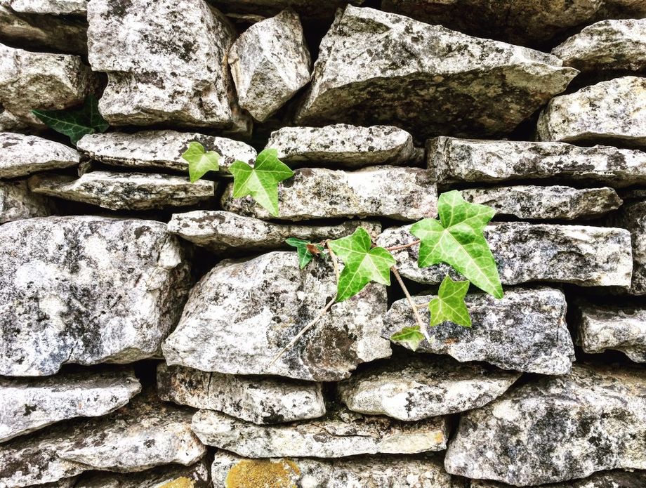 Suživot kamena i biljaka u Vodnjanštini