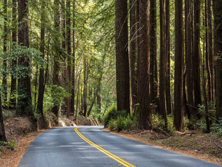 Golemi mamutovac u Henry Cowell Redwoods State parku - 1