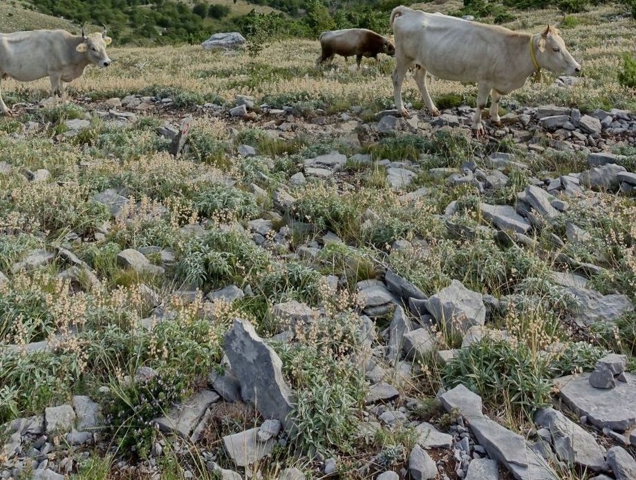 Highlander Velebit 2023. - 37