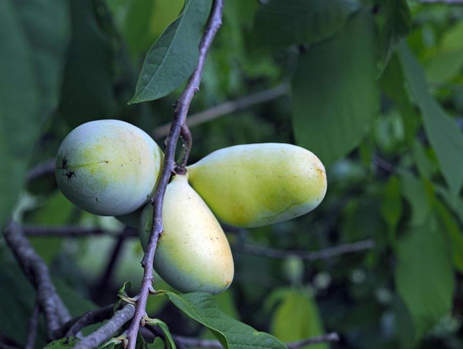 Indijanska banana u Donjoj Bistri na plantaži Ivana Šuloga - 5
