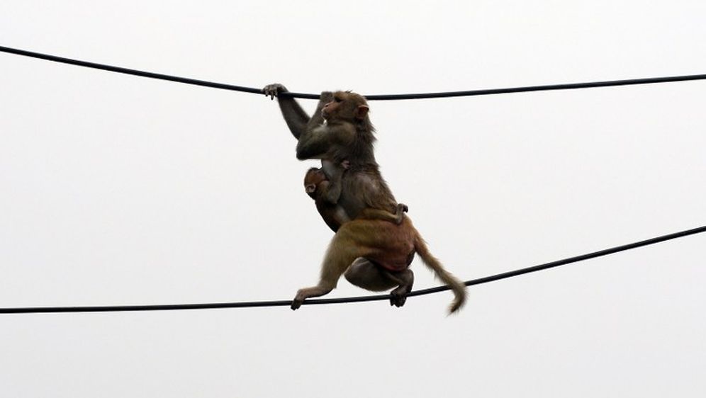 Najveći problem razvoja brzog interneta su – majmuni!
